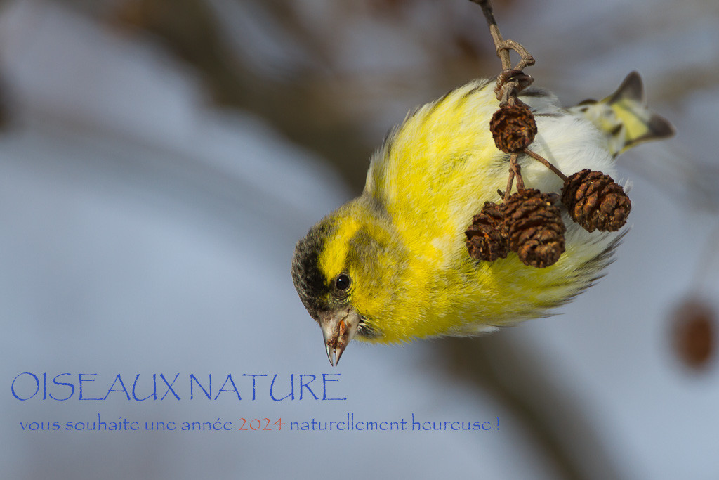 Voeux Oiseaux Nature 2024