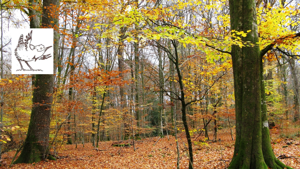 Les sorties et évènements Oiseaux Nature cet automne