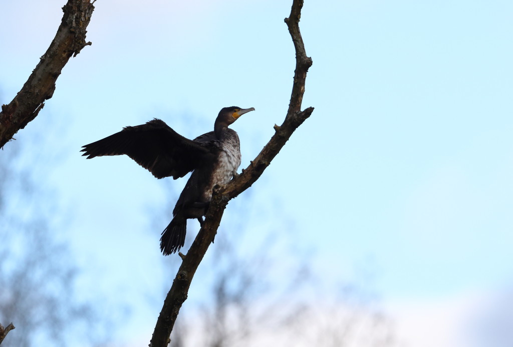 Grand cormoran-2 © Patrick Maison