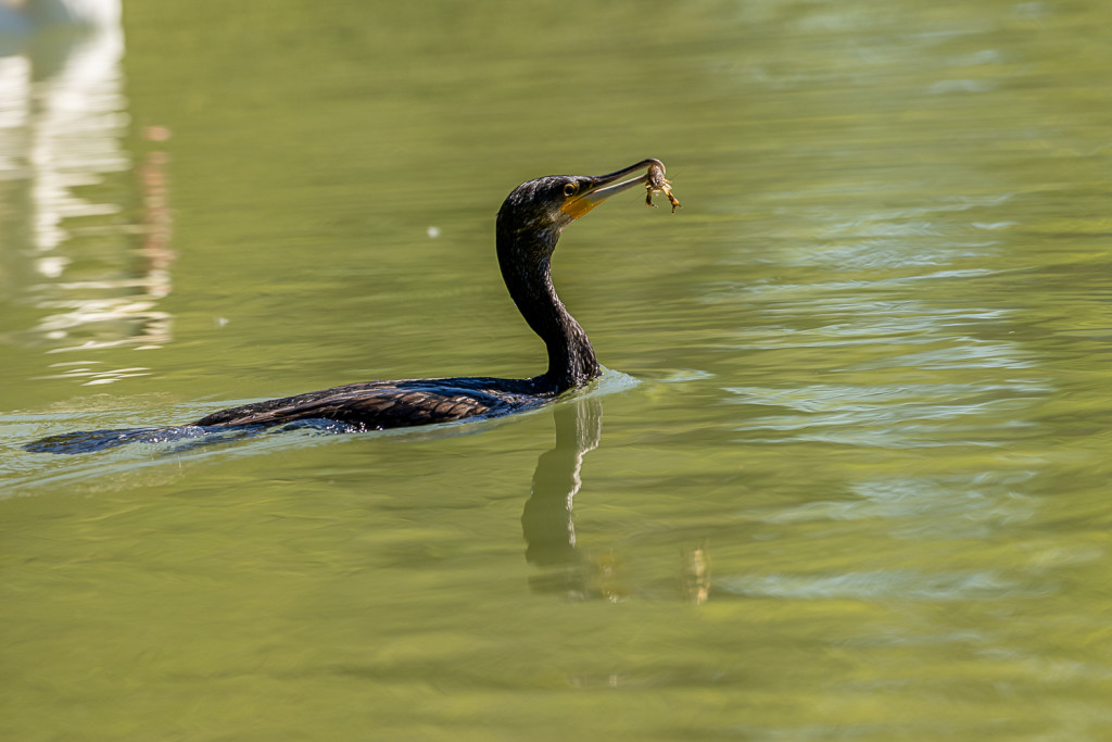 Grand cormoran © Hervé parmentelat