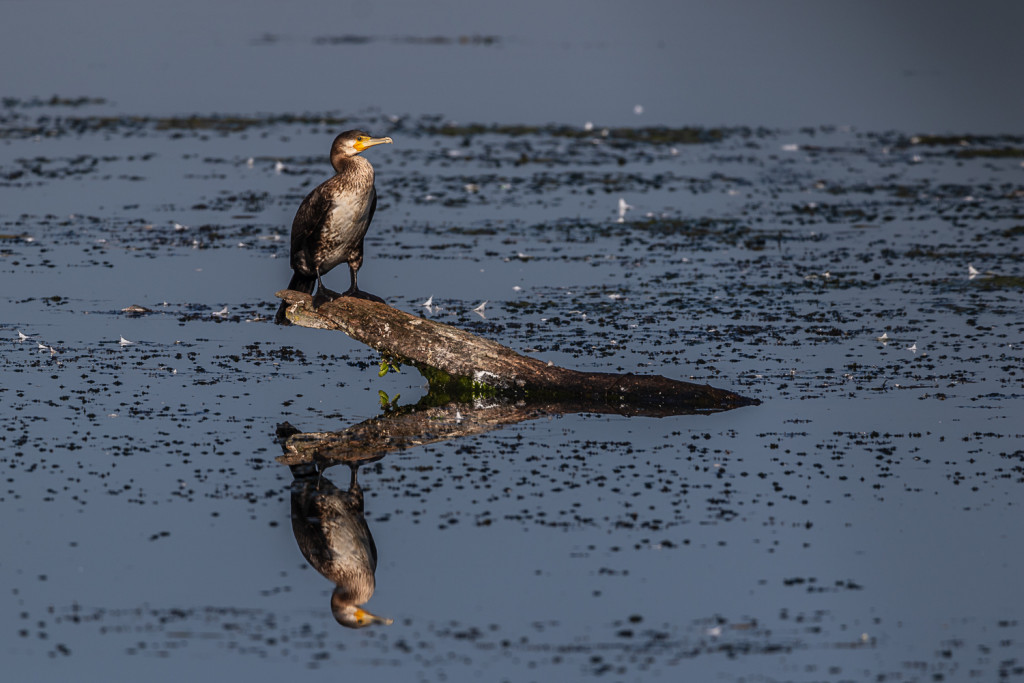 Grand cormoran © Hervé parmentelat