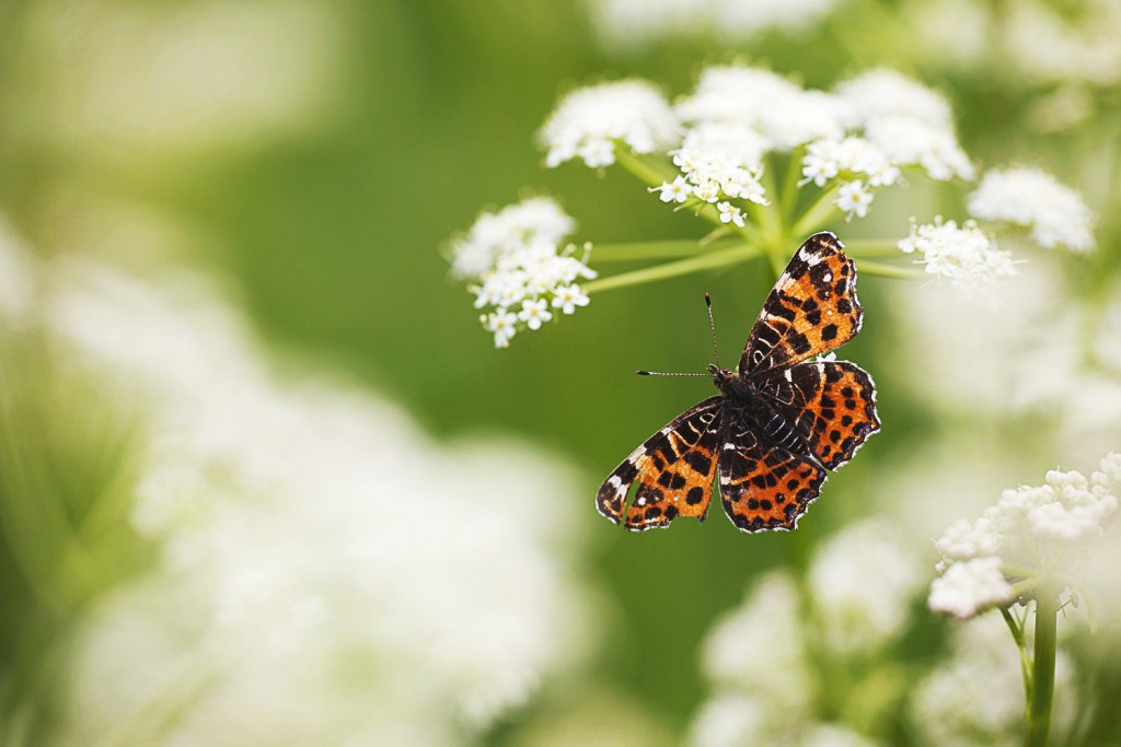 Association Oiseaux Nature Papillon Carte Geographique Araschnia Levana Photo C Nicolas Helitas